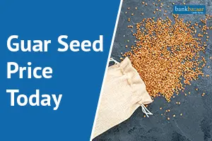 Guar Seed Price Today